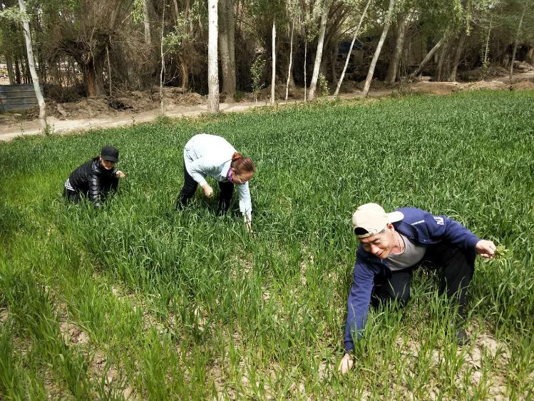 学院结亲干部教师帮村民清除农田杂草 学院结亲干部教师帮村民清除农田杂草