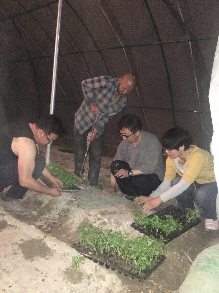 学院结亲干部教师帮村民栽种大棚蔬菜 学院结亲干部教师帮村民栽种大棚蔬菜